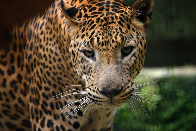 Close up photo of a javan leopard