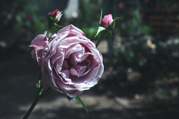 a close up photo of a light pink rose flower head in the garden