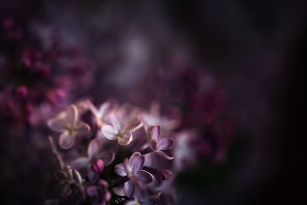 Close-up photo of lilac flowers in sun light.