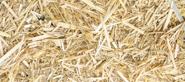 Close up photo of a lot of small straw, hay texture, background image