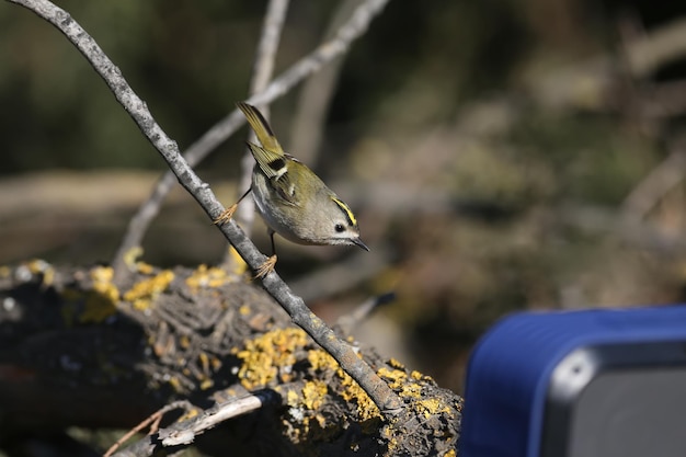 Close-up photo of a male goldcrest (Regulus regulus) sits on a thick thuja branch and attacks the speaker