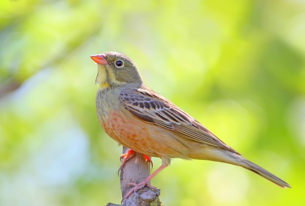 Close up photo of a male ortolan bunting in unusual pose. View from bottom with detailed feather structure