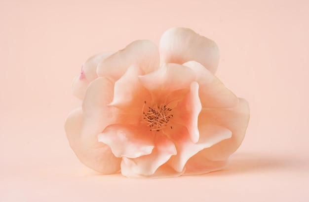 Close up photo of pink rose on isolated background