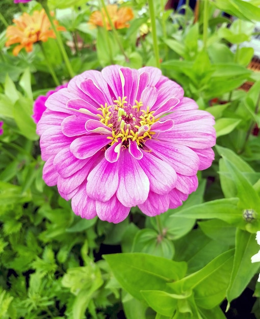 Close-up photo of pink zinnia flower