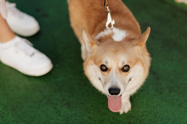 Close up photo of pretty dog looking at camera while walking with owner