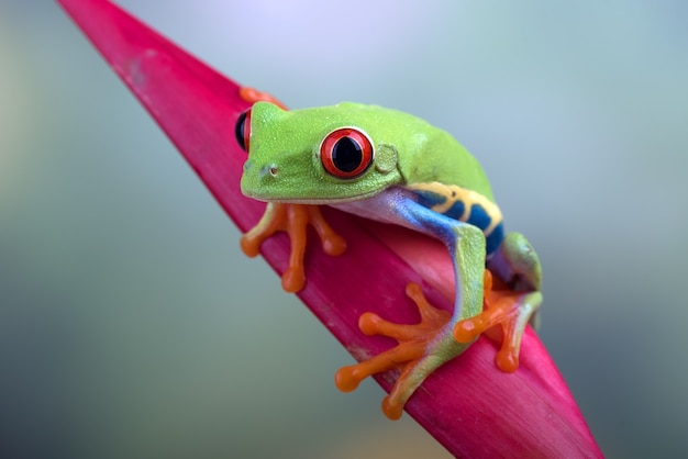 close up photo of a redeyed tree frog