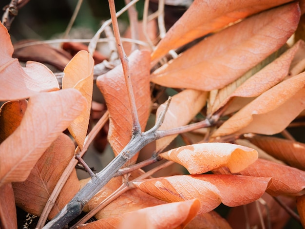 Close up photo of a several dry yellow leaves on a branch