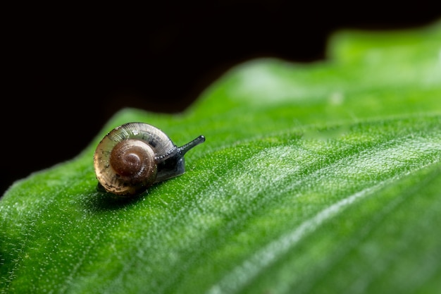 Close-up photo of a snail walking on a leaf