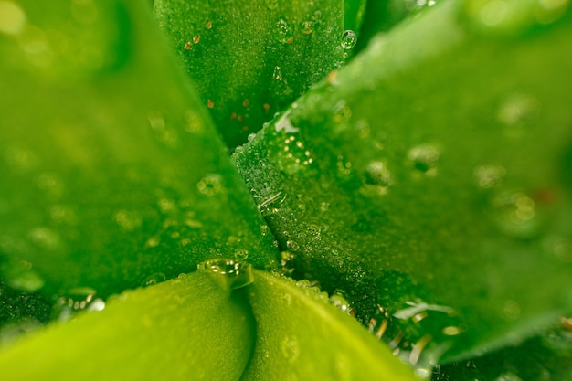 Close up photo of succulent leaves with drops of water