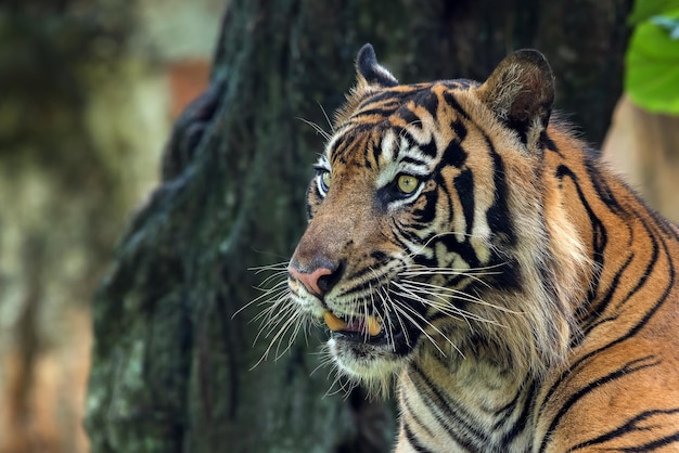 Close up photo of a sumatran tiger