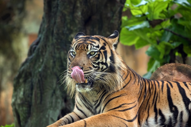 Close up photo of a sumatran tiger