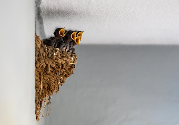 Close up photo of swallow baby birds