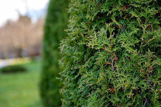 Close up photo of thuja bush in the summer season selective focus copy space