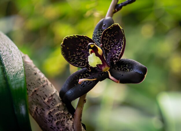 close up photo of tiny orchid in the forest