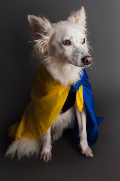 Close up photo of white dog with yellow blue Ukraine flag Support animal in Ukraine