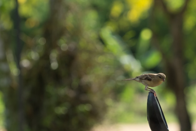 Close up photos Passer montanus