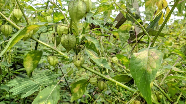 Close up of Physalis peruviana plant with green leaves