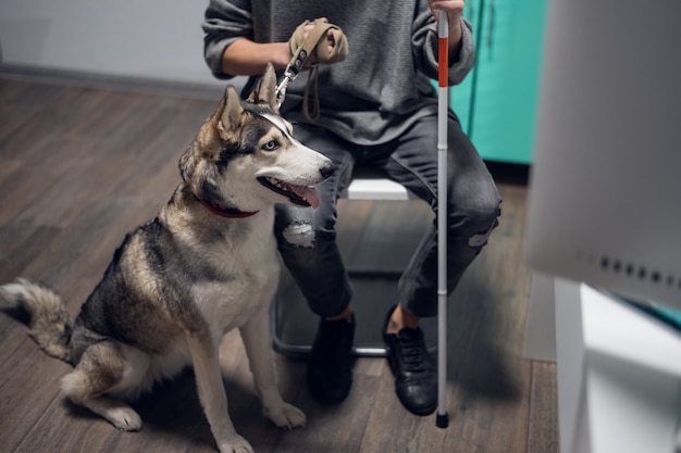 A close-up picture of a beautiful husky guide dog on a leash.