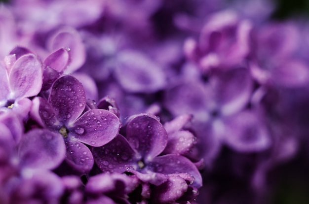 Close up picture of bright violet lilac flowers abstract romantic floral background