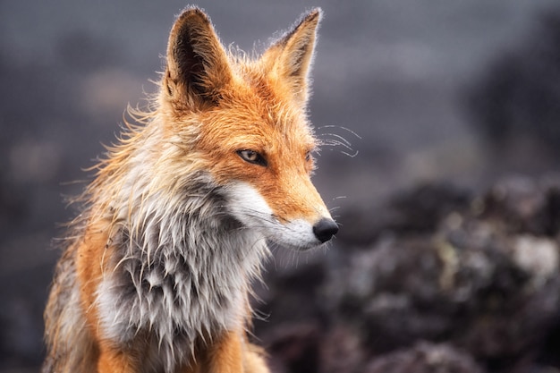 Close-up picture of a wild Red Fox