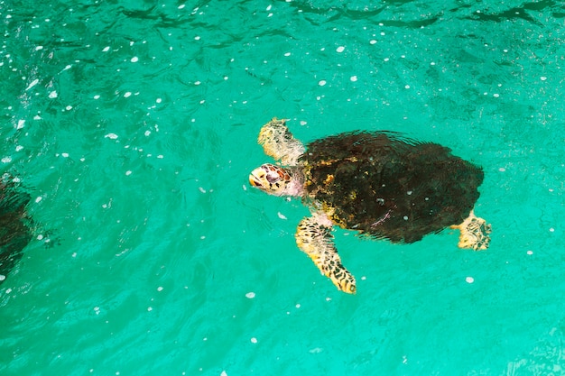 Close-up pictures of sea turtle balls in a nursery pond created by conservationists.