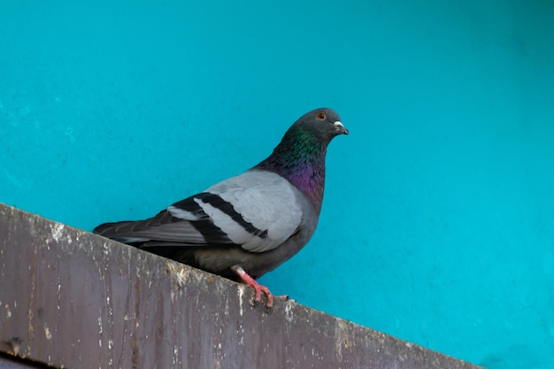 Close-up of a pigeon on a ledger