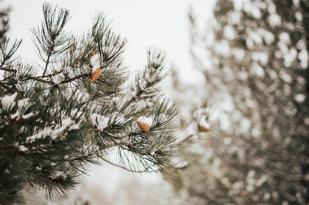 Close up of pine cones and branches covered with snow. Coniferous forest in winter.