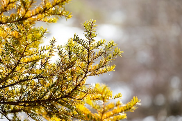 Close up the pine leaves with sunshine background.