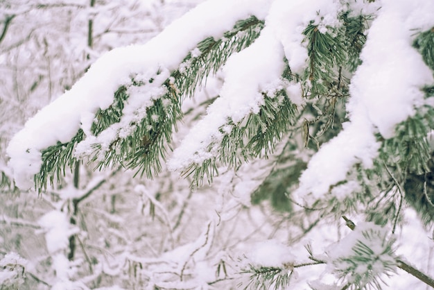 Close up of pine tree branch in the snow