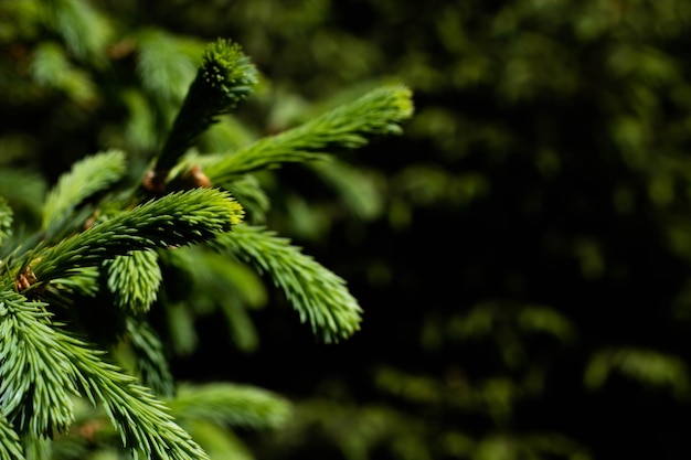 A close up of a pine tree branch with the word " spring " on it