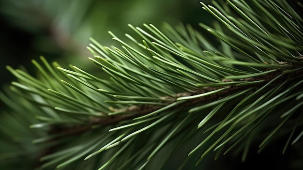 A close up of a pine tree branch