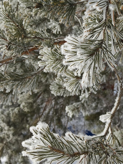 A close up of a pine tree covered in snow