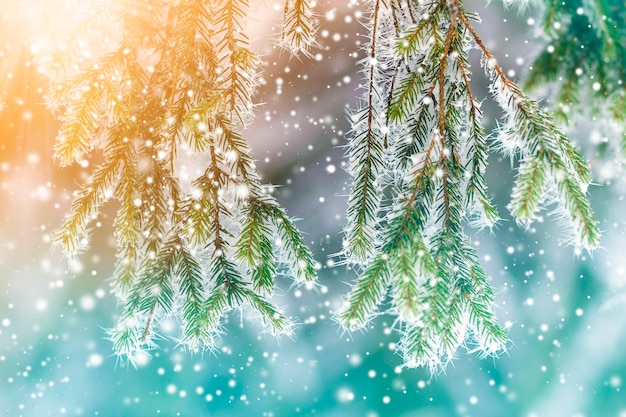 Close-up of pine tree covered with snow frost in winter