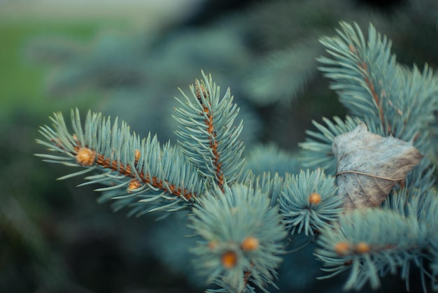 Photo close-up of pine tree during winter