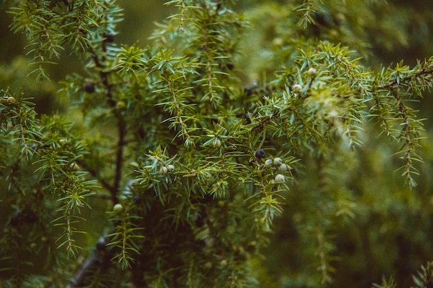 Close-up of pine tree in forest