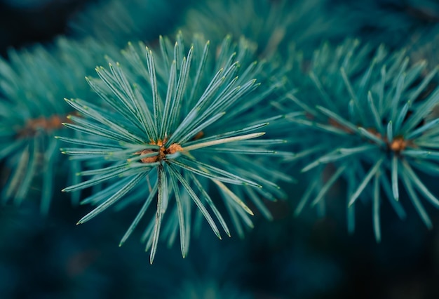 Photo a close up of a pine tree with the green needles and the word " pine " on the top.