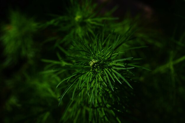 Photo close-up of pine tree