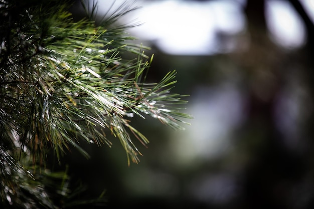 Close-up of pine tree