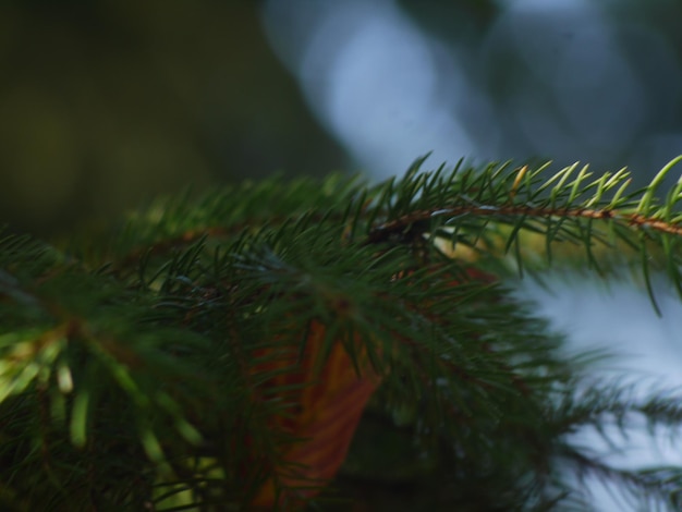 Photo close-up of pine tree