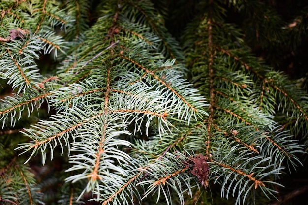 Close-up of pine tree