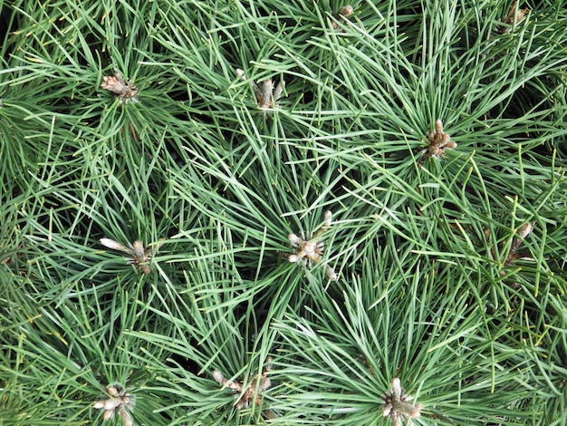 Close-up of pine tree