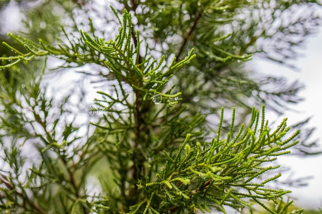 Close-up of pine tree