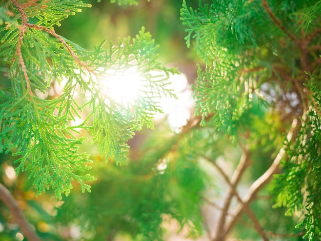 Photo close-up of pine tree