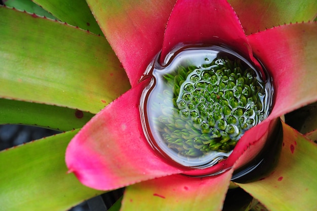 Close up of pineapple core bromeliad