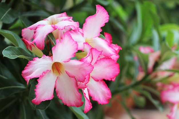 Close up pink Azalea flower in garden