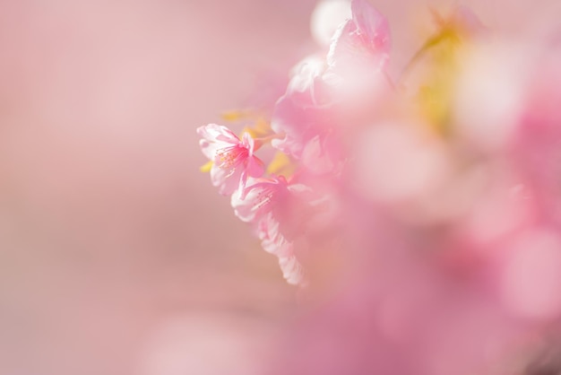 Close-up of pink cherry blossom