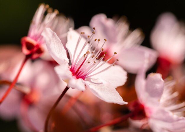 Photo close-up of pink cherry blossom