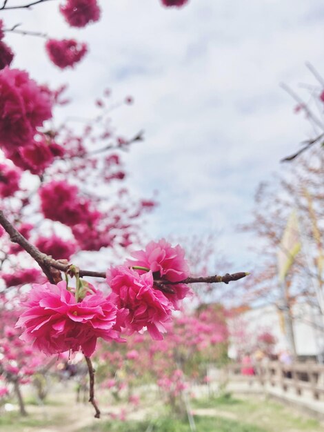 Close-up of pink cherry blossom