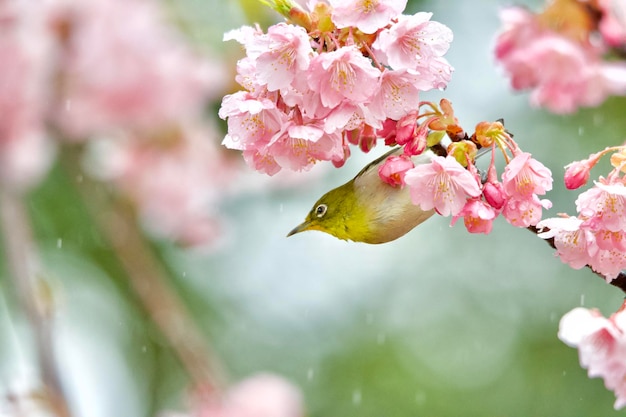 Photo close-up of pink cherry blossoms in spring