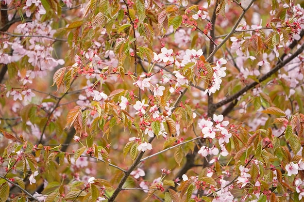 Photo close-up of pink cherry blossoms in spring